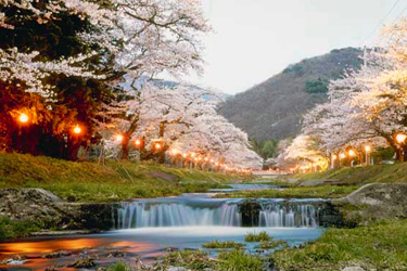 Sakura, Luxury Japan Tour Packages