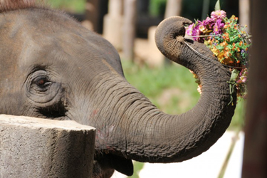 Thai Elephant, Chiang Mai Vacation