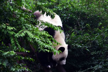 Giant Pandas, Chengdu China Tours
