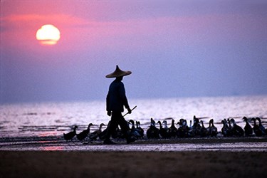 Fisherman, Hong Kong Tours