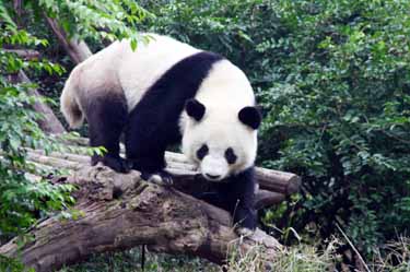 Giant Panda Chengdu, China tours