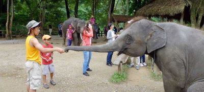 Family Fun with Elephants, Chiang Mai