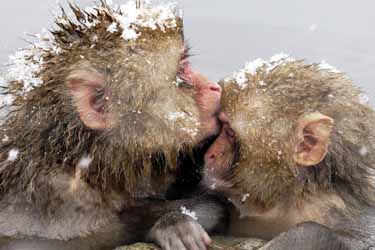 Yudanaka Snow Monkey, Japan family tours