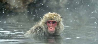 Snow Monkey Park, Yudanaka