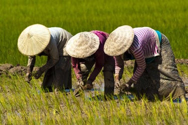 Laos - Rice Farmers at Work