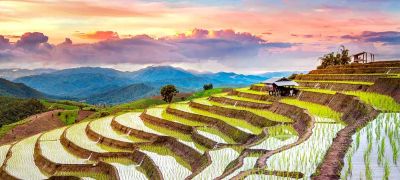 Rice Terrace, Chiang Mai