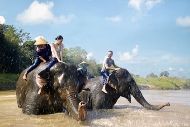 Elephants, private Thailand family tours