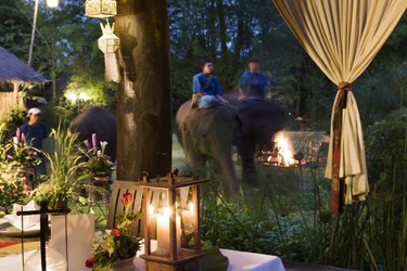 Elephant Experience, Northern Thailand tour packages