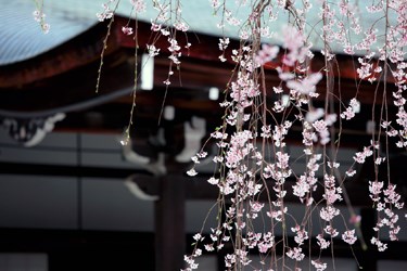 Cherry Blossoms, Private Japan tours and luxury vacations