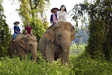 Trekking Elephant, Chiang Mai