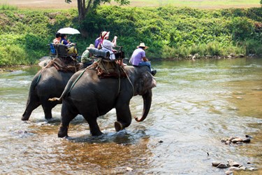 Elephant Trek, Chiang Mai Tours