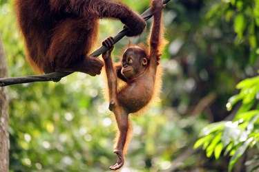 Sepilok, Borneo Active Vacation and Malaysia adventure tour