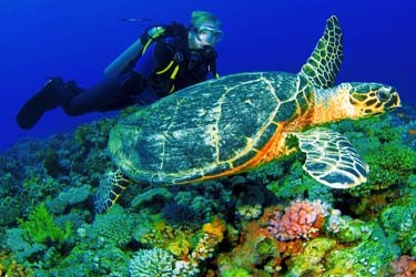 Selingan Turtle Island, Malaysia Family tours and vacations