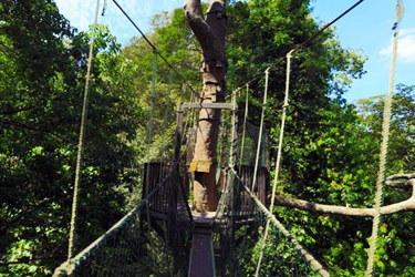 Canopy Walk, Taman Negara Tours