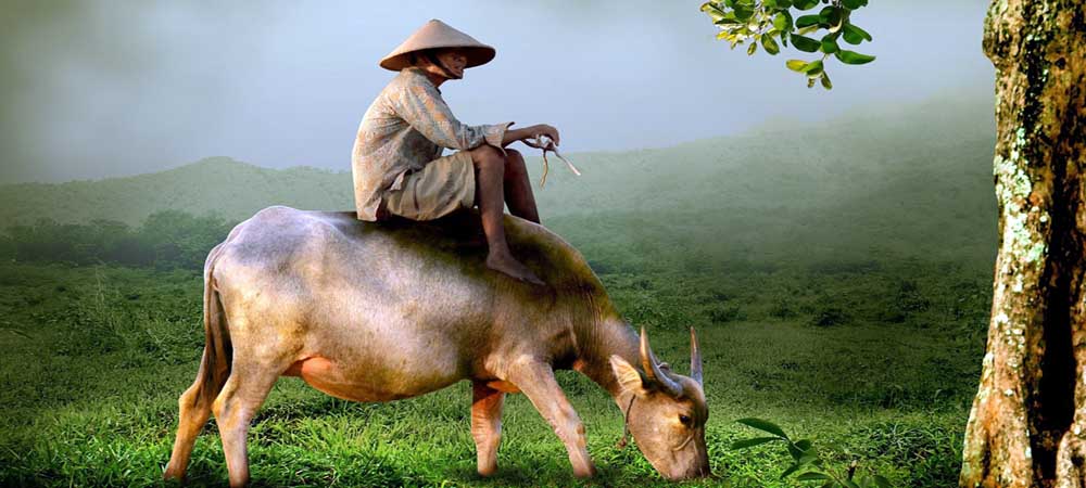 Water Buffalo Vietnam Travel