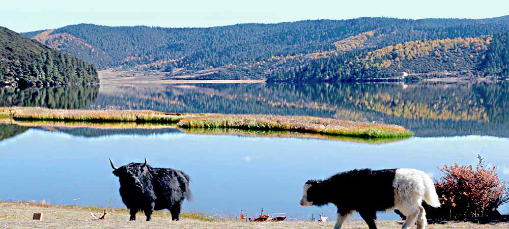 Bita Lake, Zhongdian