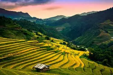 Golden terraced rice fields cascading through the mountains of Sapa Vietnam, capturing the region’s dramatic landscapes and enduring agricultural traditions.