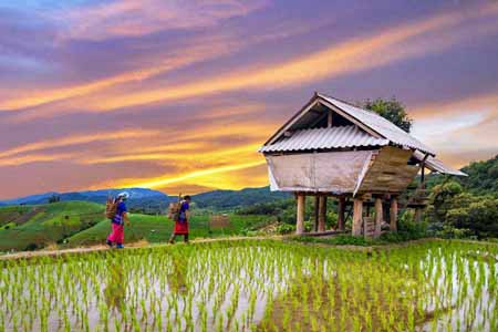 Rice Paddies Vietnam, Asia Heritage & Culture Tours