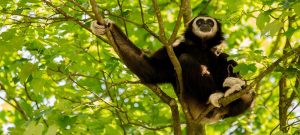 Gibbon, Laos Travel