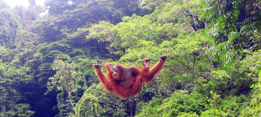 Indonesia Borneo, wildlife and eco tours