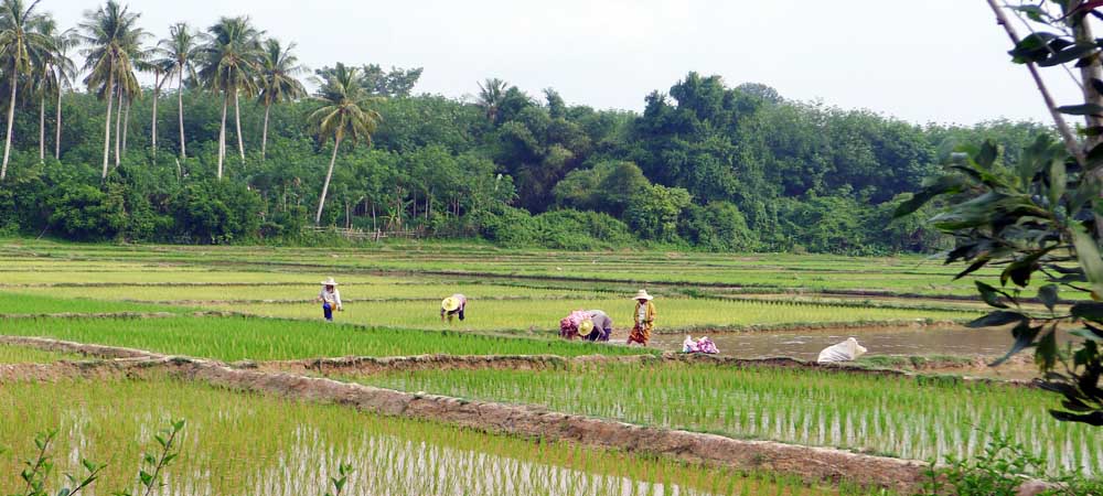 rice paddies, Thailand tours for families