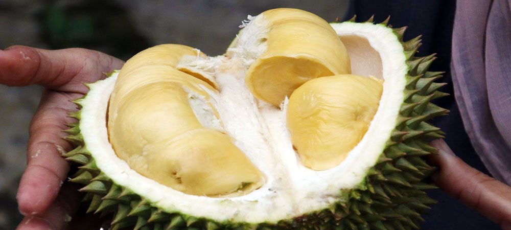 Durian, Tropical Fruit Malaysia