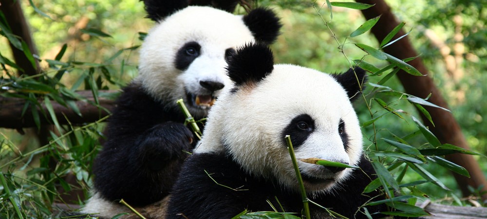 Pandas Chengdu tours