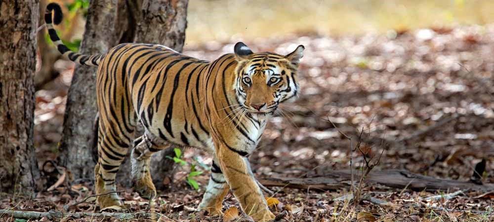 Bengal Tiger