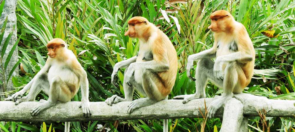 Proboscis Monkeys Borneo Tours