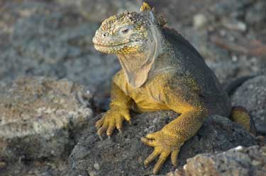 Lizard, Galapagos eco adventures