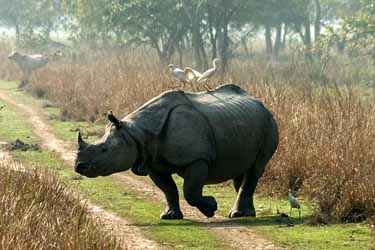 Kaziranga & Nameri National Park, India luxury travel and river cruise