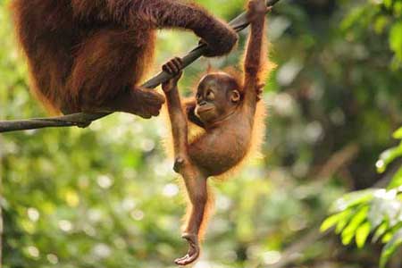 Private Singapore Tours, Malaysia and Borneo adventure tours and family holidays