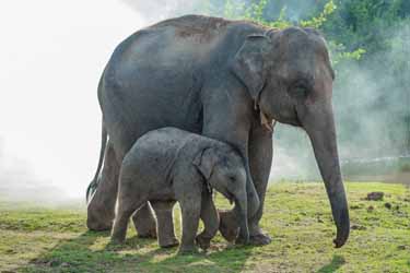 Elephant Experience, Thailand tours