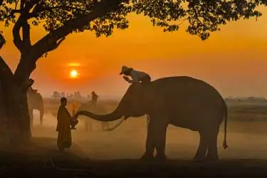 Sunrise elephant encounter in Thailand with mahout and monk under a tree, showcasing traditional elephant culture and misty countryside landscape.