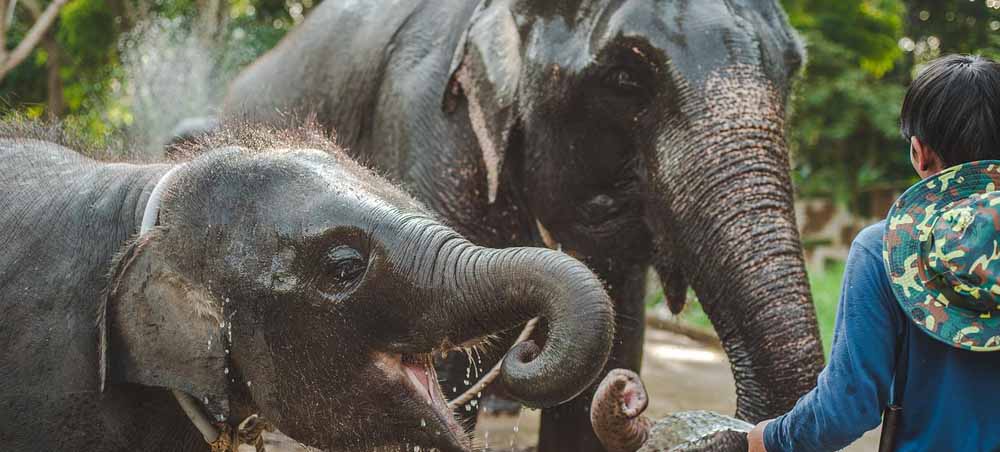 Elephant Experience, Thailand Honeymoons