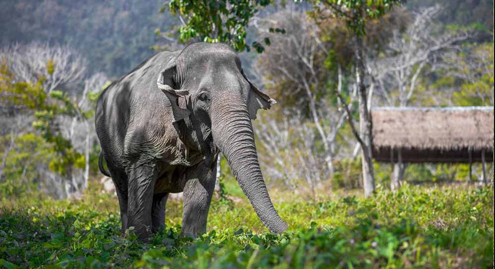 Elephants, Phuket beach vacation