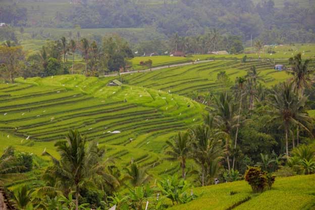Jatiluwih Rice Terraces, Bali Vacations