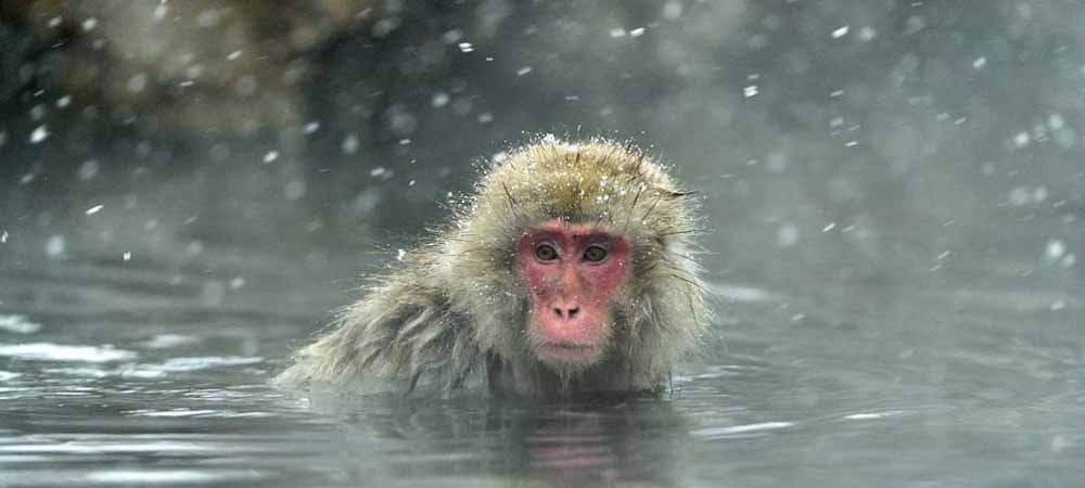 Snow Monkeys, Romantic Japan tours