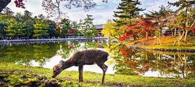 Japan Bambi Nara Park