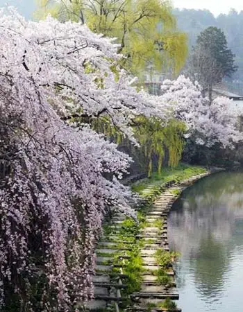 Riverside cherry blossoms in Takayama, a preserved historic town in the Japanese Alps