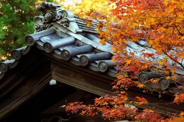 Autumn maple leaves framing a traditional temple roof in Kyoto, Japan