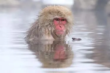 Japanese macaque observed in a hot spring, highlighting Japan’s native wildlife
