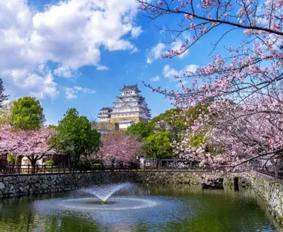 Spring cherry blossoms blooming around Himeji Castle and its historic moat