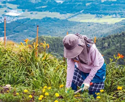 Rural farming life near Lake Biwa, showcasing Japan’s agricultural traditions