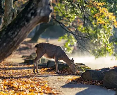 In Nara's ancient deer park, dappled light illuminates a graceful creature grazing—wildlife and cultural heritage intertwined for centuries