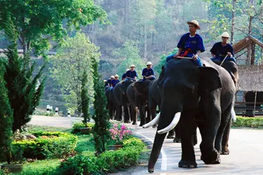 Elephant procession at an ethical elephant sanctuary in northern Thailand, with mahouts riding through a lush forested landscape.