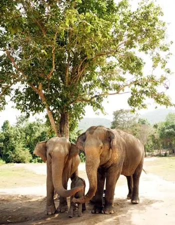 Asian elephants standing together beneath a shady tree in northern Thailand, highlighting ethical wildlife encounters and natural sanctuary environments.