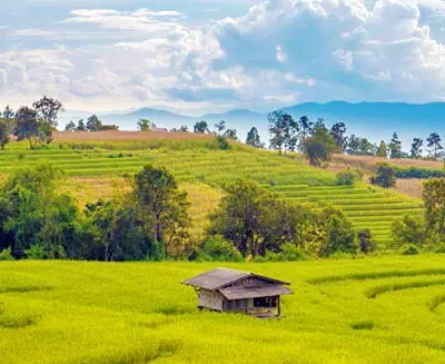 Lush rice terraces in the Chiang Mai countryside, Thailand, with a traditional wooden hut surrounded by rolling green fields and distant mountain views.