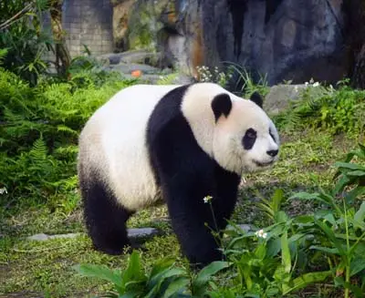 Giant panda walking through lush greenery at a conservation center in Chengdu, highlighting China’s iconic wildlife.