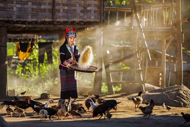 Northern Thailand hill-tribe village scene—local woman in traditional dress feeding chickens outside a wooden stilt house in morning light.